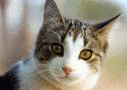 Cat.gif