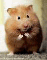 Hamster.gif