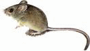 Mouse.gif