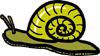 snail
