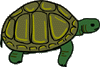 tortoise