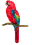 parrot