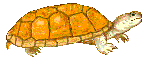 tortoise
